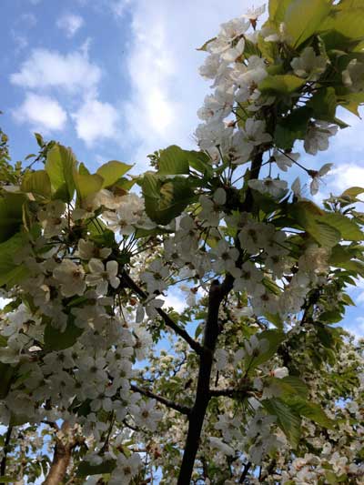 Blühender Kirschbaumzweig Foto von einem blühenden Baum.
