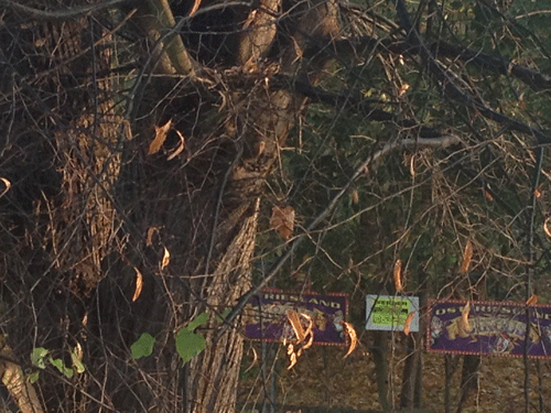 Vogelnest im Baum