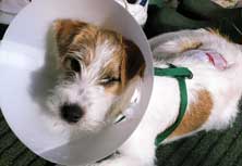 Foto vom Hund mit Verletzung
