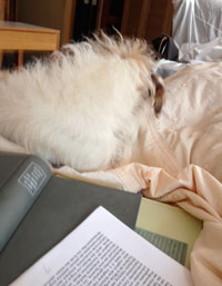 auf dem Bett - heute Foto von einem Hund auf einem Bett - heute.
