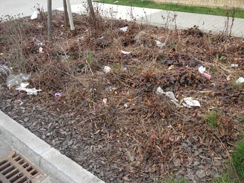 Foto von einer bepflanzen Fläche mit vertrockneten Blumen und Müll.