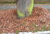 Foto von Lindenbaumstamm mit Laub ist zu sehen - heute.