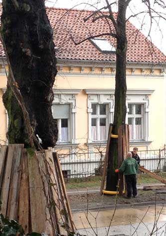 Foto von der Linde Nr. 72, die nicht gefällt wurde