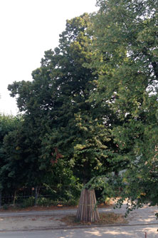 Blick auf die Linde 74 Foto - Blick auf die Linde 74 am 31.8.2013 ist zu sehen - Foto.