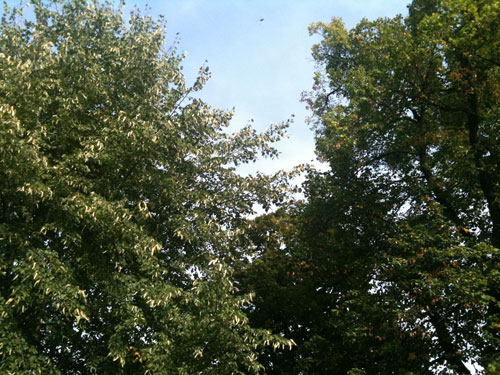 Blick auf große Linden in der Eisenbahnstraße