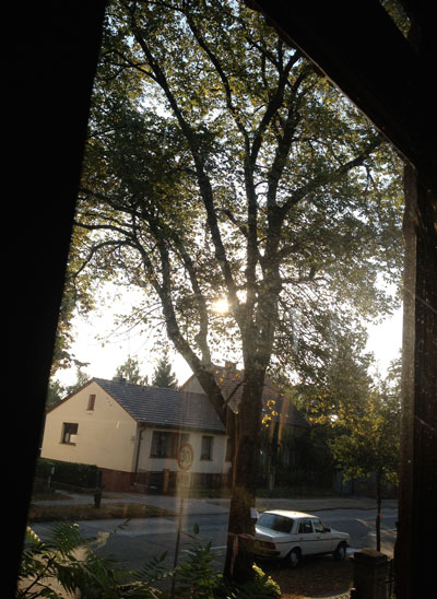 Foto von einer Linde in der Eisenbahnstraße vom heutigen Tage