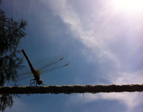 Foto von einer Libelle ist zu sehen.