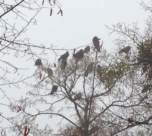 Foto von einer Lindenkrone, wo viele Vögel sich aufhalten.