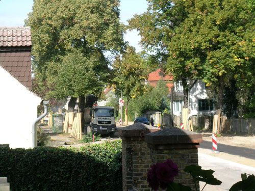 man sieht vitale alte Linden im ersten Bauabschnitt, die gefällt wurden