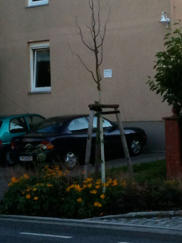 junger, abgestorbener Baum