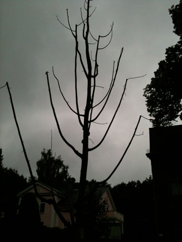 aktuelles Foto von einem jungen Baum, der als Ersatz gepflanzt wurde und abgestorben ist