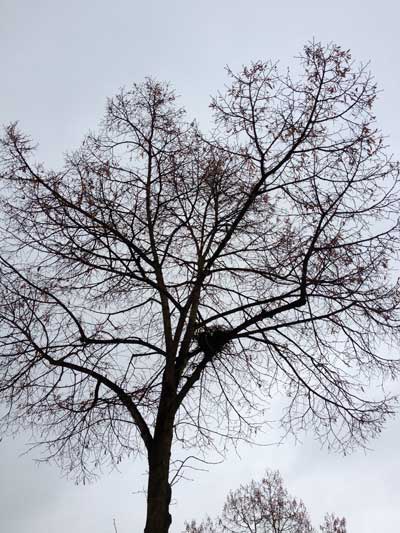 Foto von einer Lindenkrone im Winter aus der Eisenbahnstraße