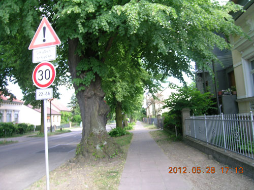 Linden5_2012