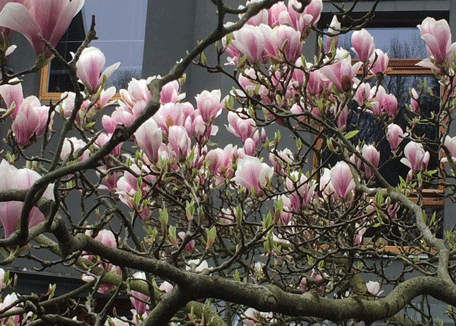 Foto von Blüte.