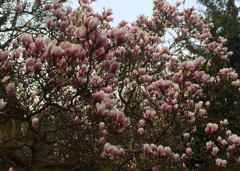 Foto von Blüte.