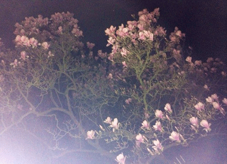 Blüte heute Nacht Foto von Blüte nachts.