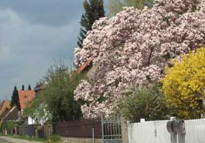 Magnolie heute Foto von Magnolien in der Eisenbahnstraße heute fotografiert