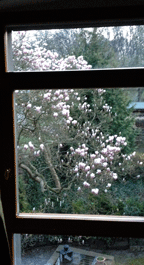 Foto von den Blüten des Baumes - heute.