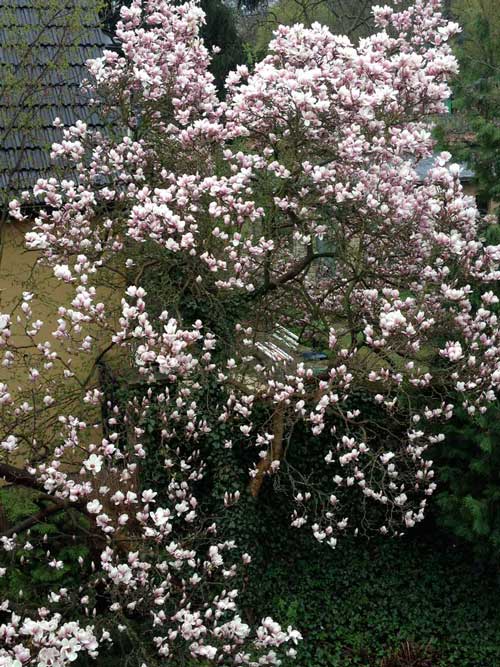 Foto von einer blühenden Magnolie (Hausnr. 133).