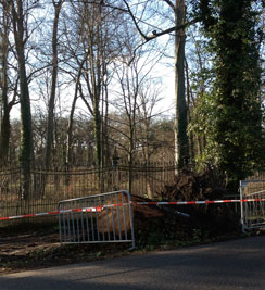 Foto von gefälltem Baum ist zu sehen - heute.