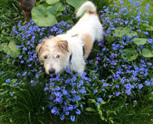 Foto von einem Hund in den Vergissmeinnicht heute Nachmittag.