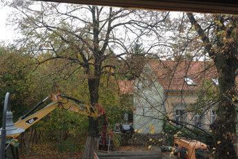 Blick auf LKW und Bagger, die Laub sammeln - unter den Baumkronen - heute Foto mit Bagger und LKW, sammeln Laub unter den Baumkronen.