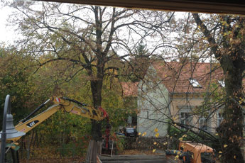 Foto mit Bagger und LKW, sammeln Laub unter den Baumkronen.