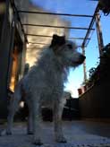 Foto von einem Hund draußen am Haus, der in Richtung Straße schaut. title=