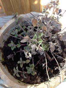 Minze Foto von einem Blumentopf mit Minze