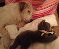 Foto von Hund heute Foto von Hund im Stoffkorb ist zu sehen - heute.