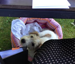 Hund unter Bürotisch Foto von eineHund im Korb unter einem Tisch ist zu sehen.