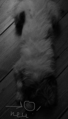 Foto Hund mit Ball heute Foto von Hund mit Ball ist zu sehen - heute.