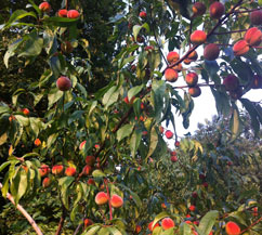 Foto von einem Pfirsichbaum im Garten - heute.