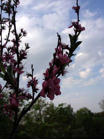 Foto von einem blühenden Pfirsichbaum.