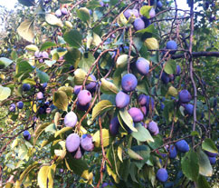 Foto von einem Pflaumenbaum im Garten - heute.