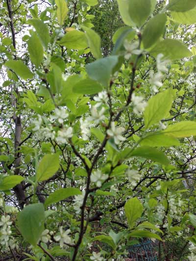 Foto von einem alten blühenden Pflaumenbaum.