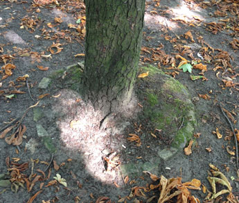 Foto von Umfassung eines Baumstammes - heute gesehen.