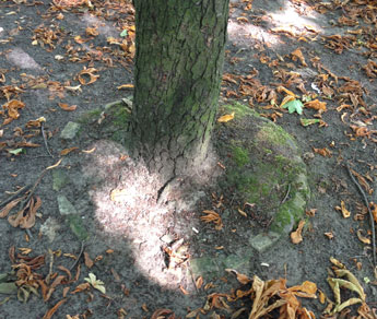 Baum mit Einfassung Foto von Umfassung eines Baumstammes - heute gesehen.