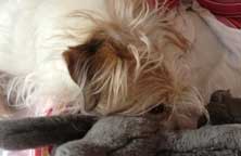 Hund auf Couch heute Foto von Wolle und Gehäkeltem