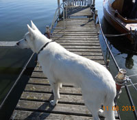 Foto von einem weißen Schäferhund, der am Steg steht, ist zu sehen.