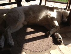 Blick auf einen großen Hund unter einem Tisch. Foto: Blick auf einen großen Hund, der unter einem Tisch liegt, ist zu sehen.