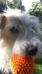 Foto von Hund mit rotem Ball.