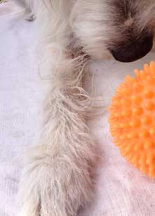 Foto von einer Hundepfote mit orangefarbenem Ball.