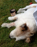 Hund im Garten heute Foto von einem Hund im Rasen - heute.