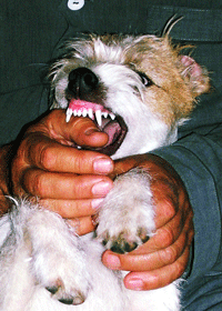 Parson Russell Terrier zeigt sein Gebiß