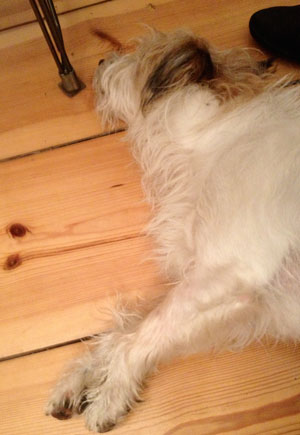 Hund liegt schlafend auf dem Fußboden im Büro Hund auf Fußboden liegend, schaltend