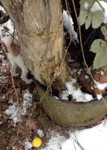 Foto von kleinem Hund an einer Tonne mit Ball im Schnee