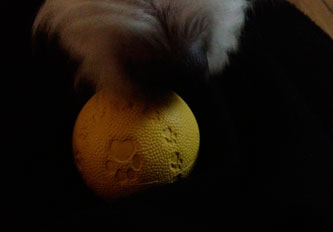Hund mit Ball Ball und Hund