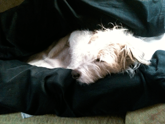 Hund ruht Hund ruht