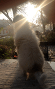 Hund schaut Hund in der Sonne